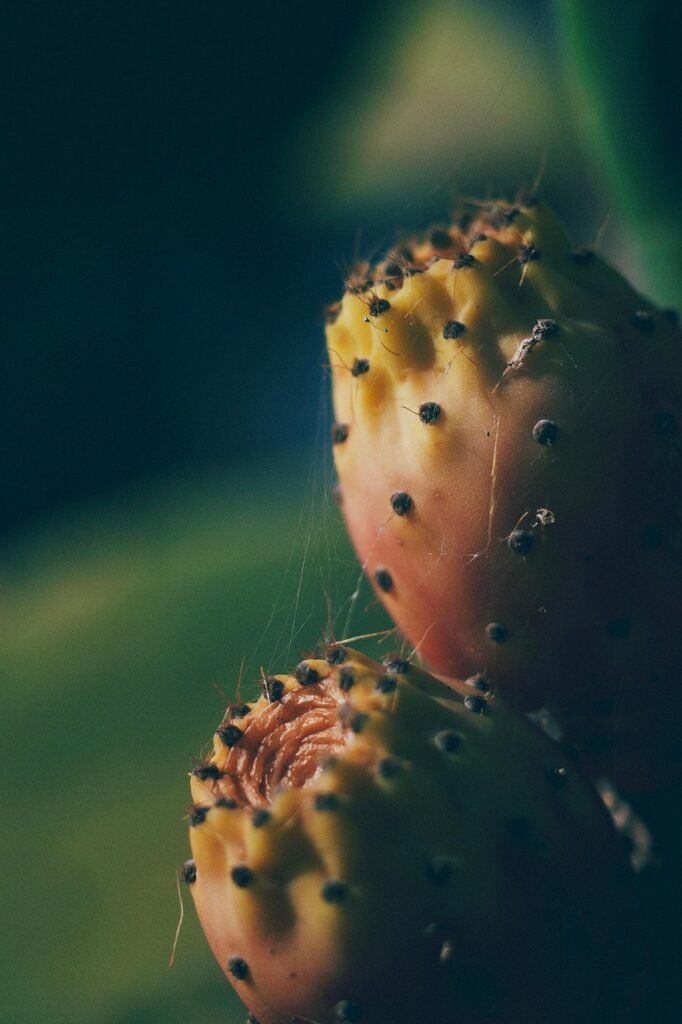nature, cacti, cactus, planned, rare, fruit, summer, to dye, macro, desert, heat, vacations, italy, sahara, landscape