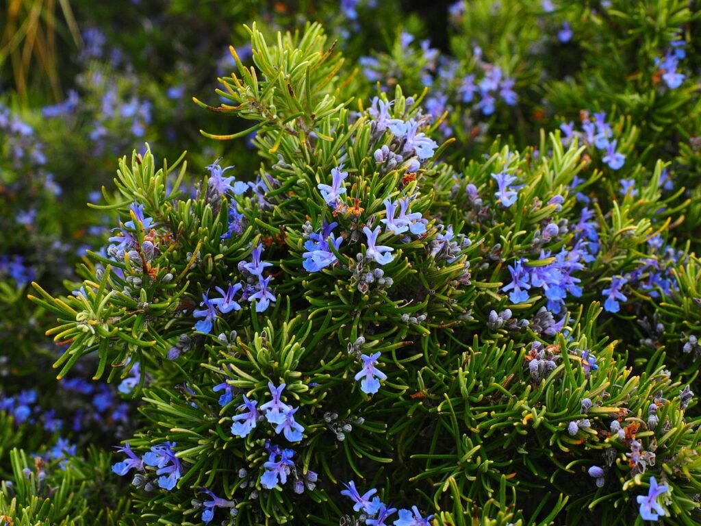 Fleurs bleues sur un buisson vert.