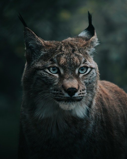 lynx, wildcat, nature, animal, nature photography, animal photography, wildlife, winter, forest, close up