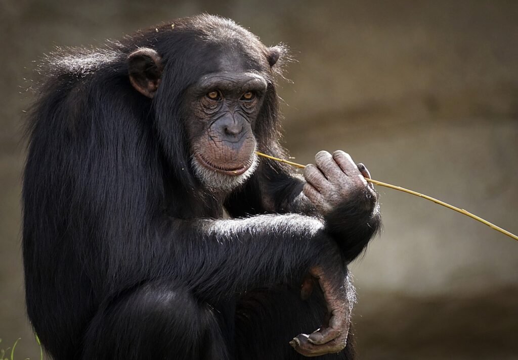 chimpanzee staring at us