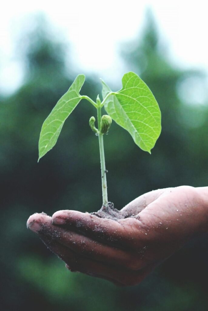 A young sapling held in hands symbolizes growth and sustainability.