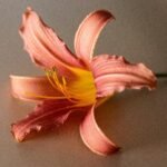 Detailed close-up of an orange daylily flower showcasing vibrant colors and textures.
