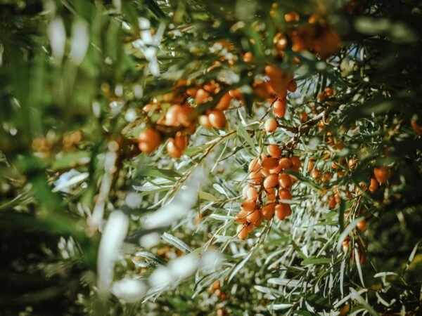 pexels-photo-16208936-16208936 Vibrant orange sea buckthorn berries clustered on green foliage in natural outdoor setting.