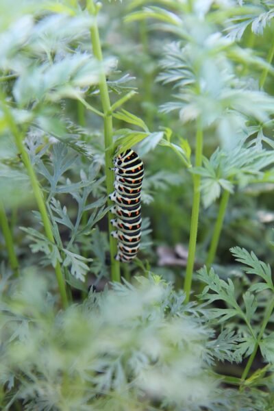 machaon caterpillar, butterfly, insect, swallowtail, swallowtail caterpillar, nature, garden